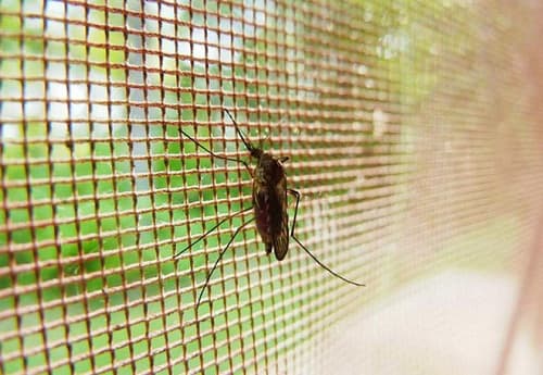 Màn diệt muỗi: Nghiên cứu mới thú vị từ một ý tưởng
