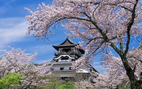 Vẻ đẹp lâu đài Inuyama: Báu vật quốc gia