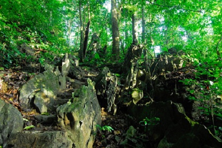 Rừng Cúc Phương, điểm du lịch sinh thái hấp dẫn cho chuyến đi ngắn ngày