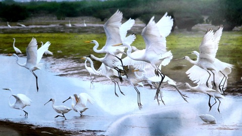 Vườn quốc gia Xuân Thủy, nơi bảo tồn hoang dã tuyệt đẹp tại Nam Định