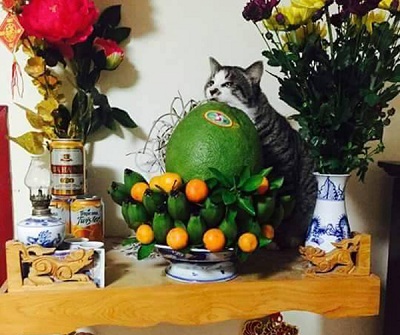 Tóm gọn 13 đại ca mèo đang ngồi trên bàn thờ buôn hoa quả