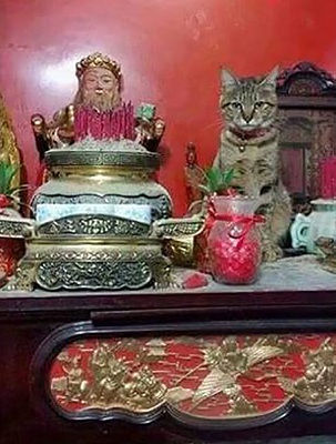 Tóm gọn 13 đại ca mèo đang ngồi trên bàn thờ buôn hoa quả