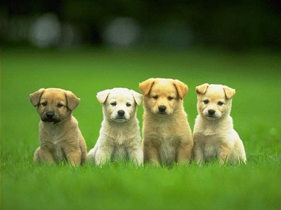 Tìm hiểu về các giống chó và nguồn gốc
