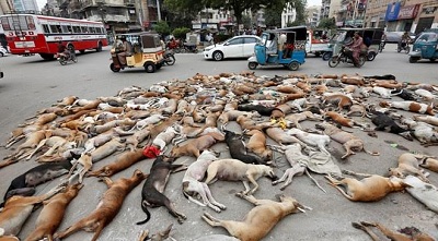 Phẫn nộ 700 con chó hoang bị đầu độc tại Pakistan 