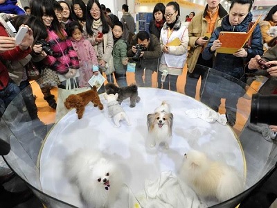 Chăm sóc thú cưng một ngành công nghiệp tỷ USD tại Trung Quốc