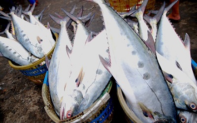 Ngư dân trúng đàn cá lên đến 6 tỷ đồng