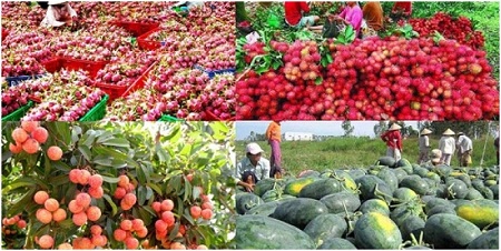 Xuất khẩu nông sản Việt Nam sang Trung Quốc và bài học thực tiễn