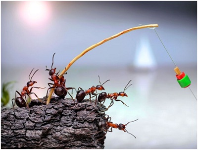 Khám phá những điều bí ẩn về loài kiến