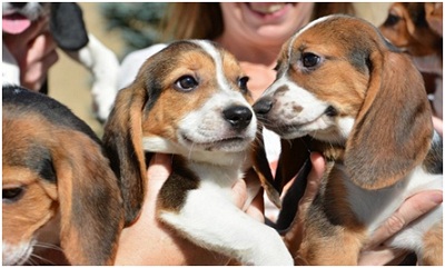 Những con chó đầu tiên ra đời bằng phương pháp thụ tinh ống nghiệm