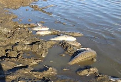 Nghệ An: Hơn 3 tấn cá chết trắng hàng loạt khiến người dân lo lắng