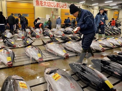 Nhật Bản lại phát hiện độc tố vượt ngưỡng tại khu chợ cá mới