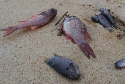 Làm rõ hơn thông tin liên quan đến việc xử lý vụ cá chết hàng loạt tại miền Trung