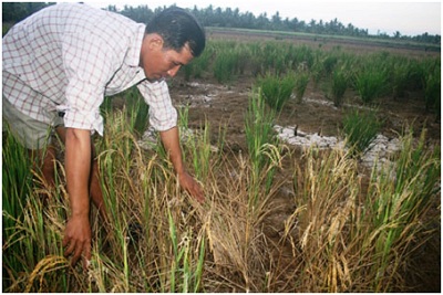 Mẫu thuẫn giữa người trồng lúa và người nuôi tôm, chính quyền thờ ơ