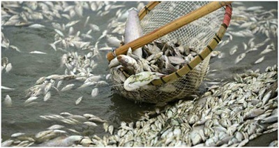 Sau thảm họa cá chết mỗi hộ dân được đền bù 300 nghìn đồng