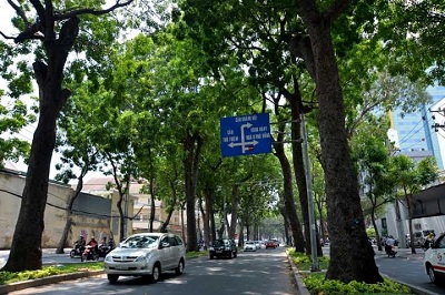 Sở GTVT TP HCM khẳng định không có việc đốn hạ 300 cây xanh ở Sài Gòn