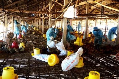 Tiêu hủy 40 tấn gà nhiễm cúm H5N1 tại Bà Rịa - Vũng Tàu
