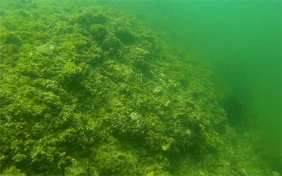 Sự cố môi trường Formosa: Xác định hàm lượng độc tố tồn dư dưới đáy biển