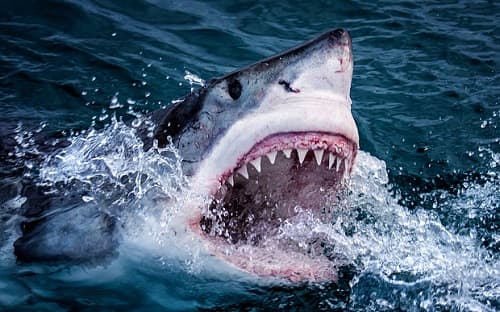 Cá mập có bị sâu răng không?