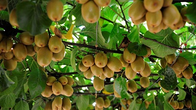 Kỹ thuật ươm hạt, chăm sóc kiwi cho trái sai quả, cây ít sâu bệnh