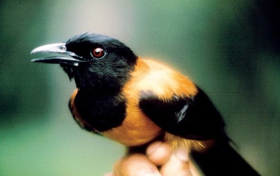 Loài chim duy nhất trên thế giới có độc, chỉ chạm vào lông cũng có thể mất mạng