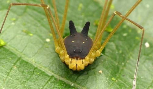 Loài nhện sở hữu cái đầu mọc sừng dễ thương giống hệt đôi tai thỏ