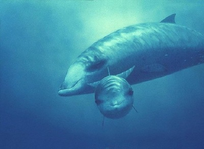Ngạc nhiên những loài động vật có vú có khả năng lặn sâu nhất thế giới