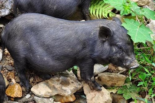 Những giống lợn bản địa tại Việt Nam: Nguồn gen vật nuôi quý hiếm cần bảo tồn