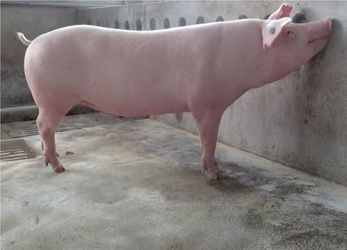 Những giống lợn mang lại lợi ích kinh tế cao cho người nuôi