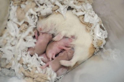 Những lưu ý khi chăm sóc chuột hamster mới sinh