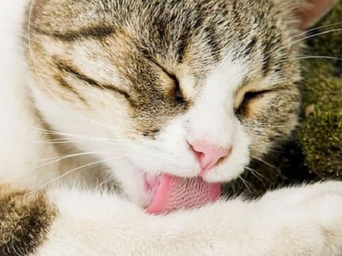 Sự thật thú vị về lưỡi mèo bạn đã biết