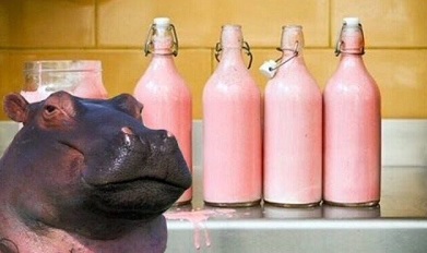 Tại sao sữa hà mã lại có màu hồng?
