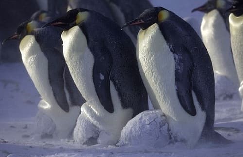 Tại sao trứng của chim cánh cụt không bị đóng băng ở thời tiết giá lạnh