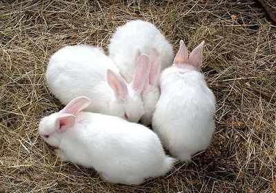 Thỏ mang thai bao nhiêu tuần, làm sao biết thỏ đẻ bao nhiêu con?