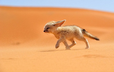 Top 6 loài động vật vẫn sống tốt trong sa mạc khô cằn, thiếu nước