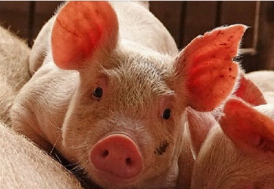 Trung Quốc siết chặt kiểm soát vận chuyển lợn hạn chế dịch tả lây lan