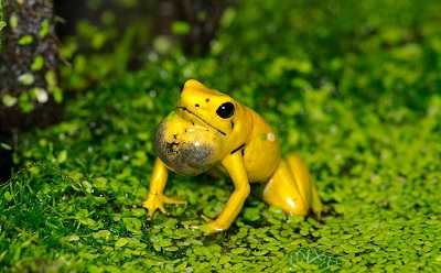 Vén màng bí mật loài ếch độc bậc nhất thế giới