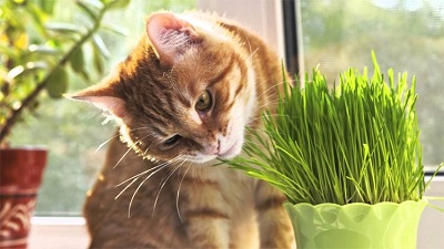 Vì sao mèo cưng lại thích ăn cỏ?