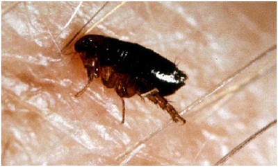 Góc chuyên gia: Khi bị bọ chét cắn phải xử lý thế nào?