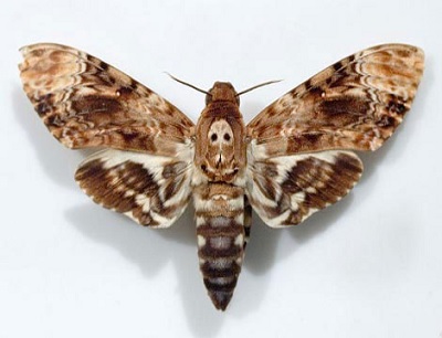 Xuất hiện bướm 'thần chết' mặt đầu lâu di cư từ châu Âu sang Việt Nam