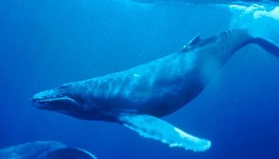 Đại dương rộng lớn loài cá voi lưng gù giao tiếp với nhau như thế nào?