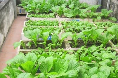 Hướng dẫn cách trồng rau phát triển tốt trong thùng xốp