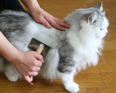 Có nên cắt tỉa lông cho mèo cưng? - Chăm vật nuôi | Suckhoecuocsong.com.vn