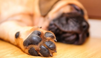 Vì sao chân chó lại có mùi vị giống như bỏng ngô?