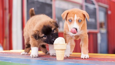 Có thể cho chó cưng ăn kem không?