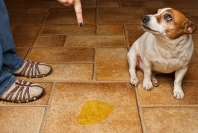 Hướng dẫn các bước huấn luyện cún cưng đi vệ sinh đúng chỗ
