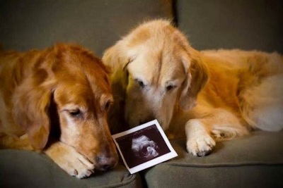 Chó mang thai bao nhiêu ngày, làm sao biết chó đã mang thai
