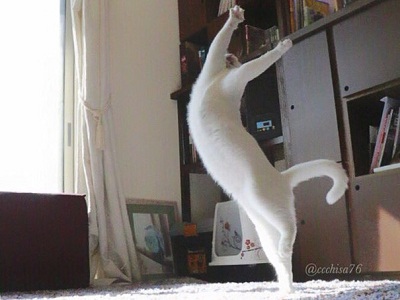Chú mèo trắng múa Ballet 'cực nhập tâm'