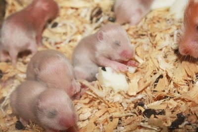 Cách chăm sóc chuột hamster con mới sinh