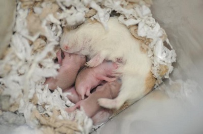 Cách chăm sóc chuột hamster con mới sinh - Chăm vật nuôi | Suckhoecuocsong.com.vn