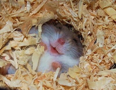 Cách chăm sóc hamster mang thai và hamster con
